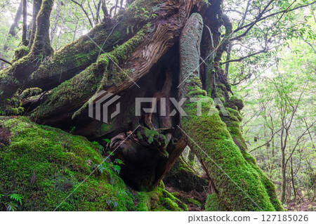 屋久島白谷雲水峽：日本最美的苔蘚森林（二月 127185026