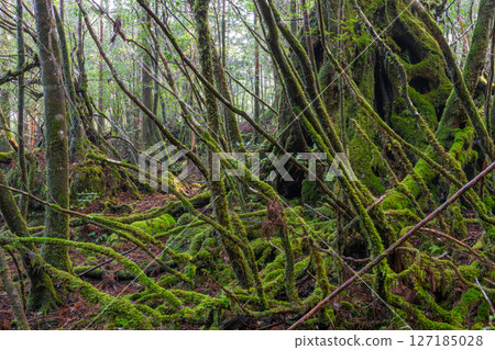 Yakushima Shiratani Unsuikyo: Japan's most beautiful moss forest (February Yakushima Shiratani Unsuikyo: Japan's most beautiful moss forest (February 127185028