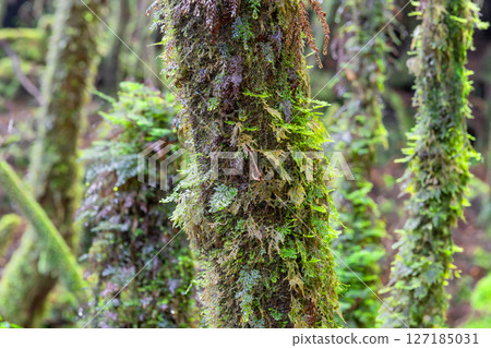 Yakushima Shiratani Unsuikyo Gorge (February) - Japan's most beautiful moss forest where gods live 127185031