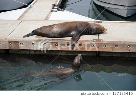 海獅在碼頭上休息並在水中游泳：港口的日常生活 127185410