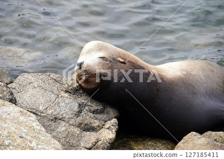 加州海獅在岩石上休息：在平靜的水域中休息 127185411