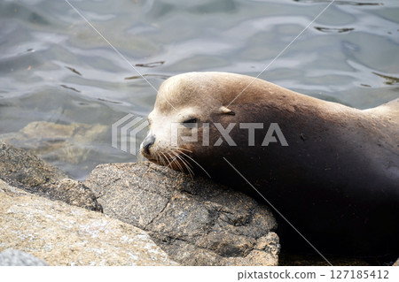 加州海獅在岩石上休息：在平靜的水域中休息 127185412
