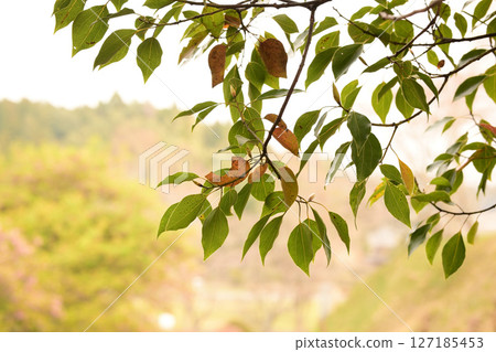 掛樹枝 掛樹枝 127185453