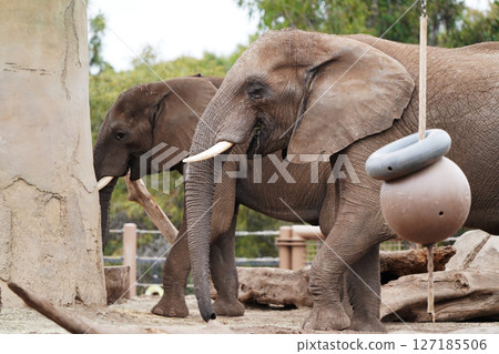 A Peaceful Afternoon for African Elephants: The Vital Power of These Giant Bodies Living on the Land 127185506