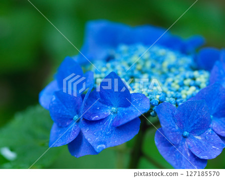 Hydrangea flower rainy season image 127185570