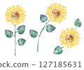 sunflower	 127185631