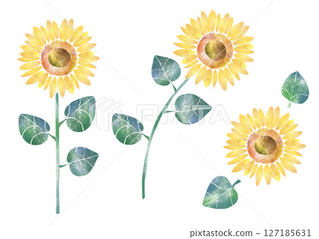 sunflower	 127185631