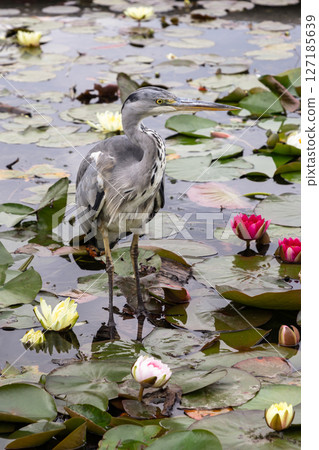 Ardea Cinerea or Grey Heron in Lotus pond. Ardea Cinerea or Grey Heron in Lotus pond. 127185639