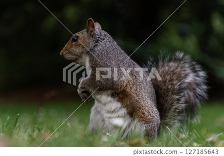 Side view of A cute Eastern Gray Squirrel (Sciurus carolinensis) is standing on its hind legs in the park. 127185643