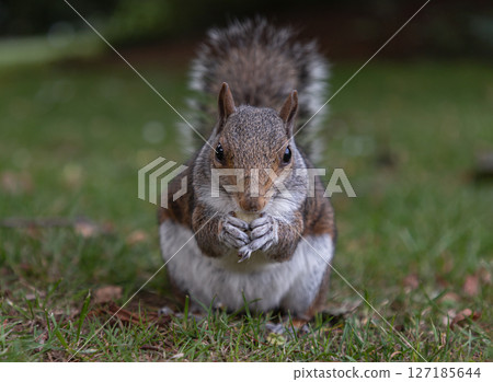 Close-up of A cute Eastern Gray Squirrel (Sciurus carolinensis) is standing on its hind legs in the park. 127185644