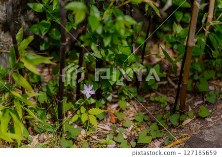 Periwinkle blooming among black bamboo Periwinkle blooming among black bamboo 127185659