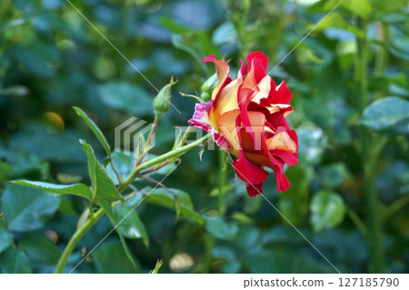 Roses with a beautiful contrast of red and yellow: Vibrant garden flowers Roses with a beautiful contrast of red and yellow: Vibrant garden flowers 127185790
