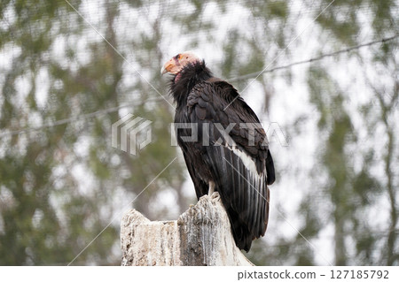 Majestic California Condors: A Majestic View of a Protected Species Majestic California Condors: A Majestic View of a Protected Species 127185792