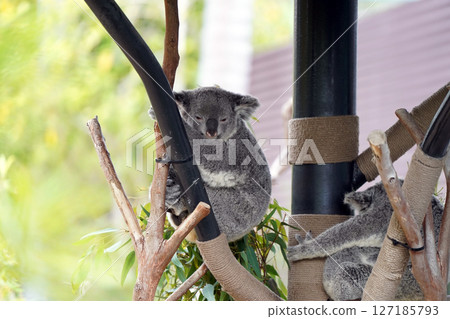 懸掛在尤加利樹上的無尾熊：澳洲可愛的有袋動物 127185793