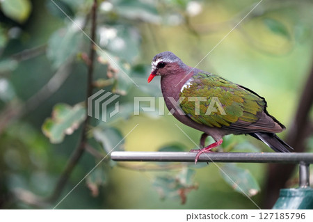 一隻有著翠綠色羽毛的鴿子:一隻靜靜的美麗鳥 一隻有著翠綠色羽毛的鴿子:一隻靜靜的美麗鳥 127185796