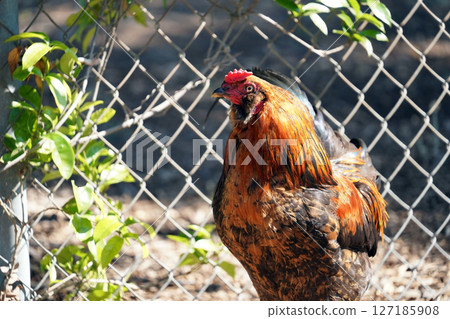 A vibrantly colored rooster: a powerful figure standing beside a wire fence 127185908
