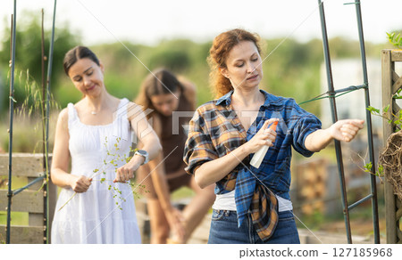 Three women applying repellent in cottage garden 127185968