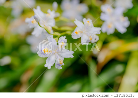 等到薩沙 127186133