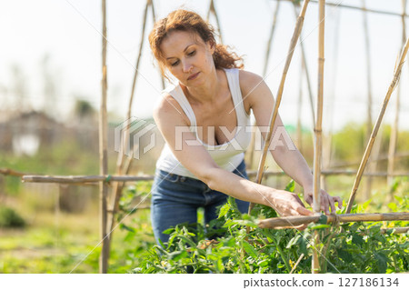 Middle aged woman takes care of tomatoes in cottage garden 127186134