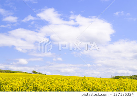 在盛開和藍天的油菜田 127186324