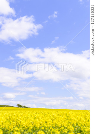 在盛開和藍天的油菜田 在盛開和藍天的油菜田 127186325