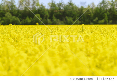 強姦在盛開的花田 強姦在盛開的花田 127186327