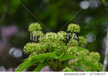 Takanotsume is a cute edible wild plant found all over Japan, with small pale green flowers that grow in a globular shape. 127186337