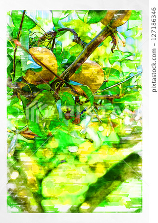 Sketch Sketch style Pear Pear Autumn taste Japanese pear Domestic Fresh Refreshing Harvest Farmer Handmade 127186346