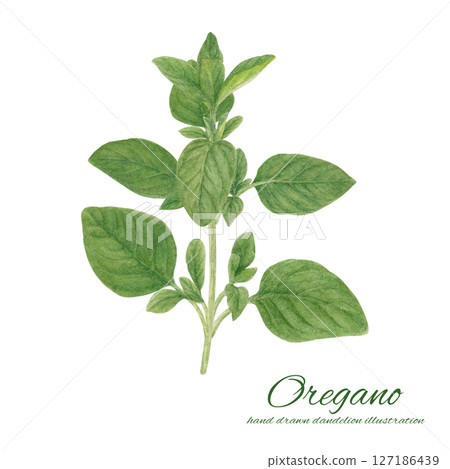 新鮮牛至水彩畫插圖素材 新鮮牛至水彩畫插圖素材 127186439