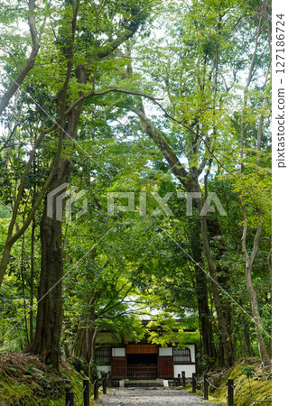 京都地藏院寺院內的風景 京都地藏院寺院內的風景 127186724