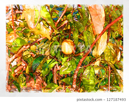 素描 素描風格 柿子 澀柿插圖 秋天的味道 日本柿子 國產 新鮮 清爽 收穫 農夫 素描 素描風格 柿子 澀柿插圖 秋天的味道 日本柿子 國產 新鮮 清爽 收穫 農夫 127187493