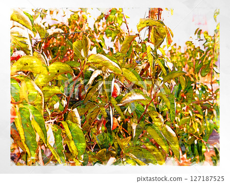 Sketch Sketch style Persimmon Astringent persimmon Illustration Autumn taste Japanese persimmon Domestic Fresh Refreshing Harvest Farmer 127187525
