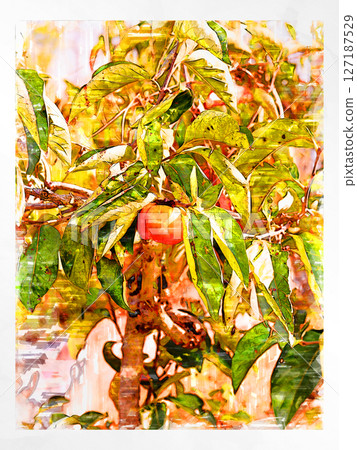 Sketch Sketch style Persimmon Astringent persimmon Illustration Autumn taste Japanese persimmon Domestic Fresh Refreshing Harvest Farmer 127187529