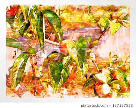 Sketch Sketch style Persimmon Astringent persimmon Illustration Autumn taste Japanese persimmon Domestic Fresh Refreshing Harvest Farmer Sketch Sketch style Persimmon Astringent persimmon Illustration Autumn taste Japanese persimmon Domestic Fresh Refreshing Harvest Farmer 127187538