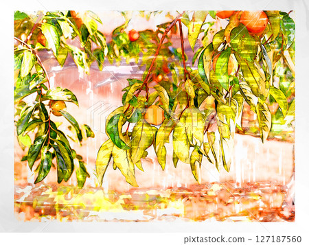 Sketch Sketch style Persimmon Astringent persimmon Illustration Autumn taste Japanese persimmon Domestic Fresh Refreshing Harvest Farmer 127187560