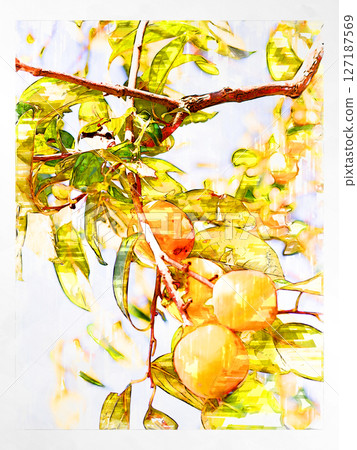 素描 素描風格 柿子 澀柿插圖 秋天的味道 日本柿子 國產 新鮮 清爽 收穫 農夫 素描 素描風格 柿子 澀柿插圖 秋天的味道 日本柿子 國產 新鮮 清爽 收穫 農夫 127187569