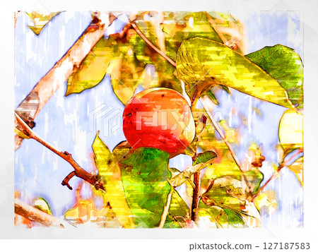 Sketch Sketch style Persimmon Astringent persimmon Illustration Autumn taste Japanese persimmon Domestic Fresh Refreshing Harvest Farmer 127187583