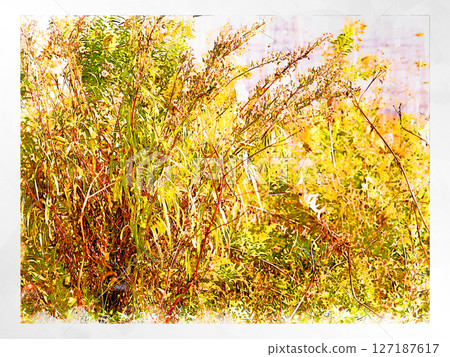 素描 素描風格 柿子 澀柿插圖 秋天的味道 日本柿子 國產 新鮮 清爽 收穫 農夫 127187617