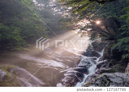 Yakushima Shiratani Unsuikyo Forest (February) - Hiryuotoshi with sunlight filtering through the trees 127187780