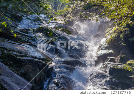 屋久島白谷雲水峽：陽光透過樹木和溪流灑落下來（二月） 127187786