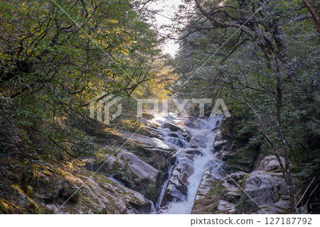 Yakushima Shiratani Unsuikyo Gorge: Sunlight filtering through the trees and falling streams (February Yakushima Shiratani Unsuikyo Gorge: Sunlight filtering through the trees and falling streams (February 127187792