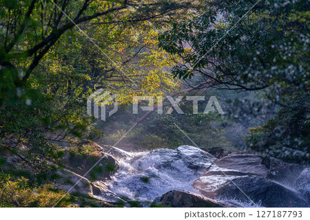 Yakushima Shiratani Unsuikyo Forest (February) - Hiryuotoshi with sunlight filtering through the trees 127187793
