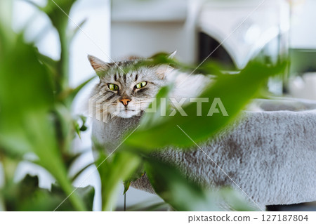 domestic cat sleeping on cat tree scratching post 127187804