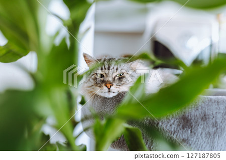 domestic cat sleeping on cat tree scratching post domestic cat sleeping on cat tree scratching post 127187805