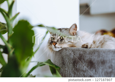 domestic cat sleeping on cat tree scratching post domestic cat sleeping on cat tree scratching post 127187807
