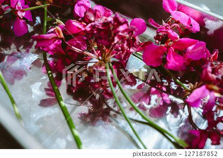 Herbarium dried flowers of geranium pelargonium Herbarium dried flowers of geranium pelargonium 127187852