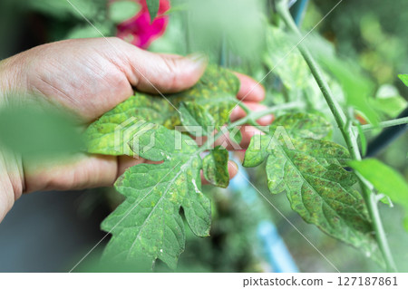 Growing tomatoes, care, treatment of plant diseases Growing tomatoes, care, treatment of plant diseases 127187861