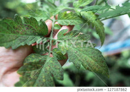 Growing tomatoes, care, treatment of plant diseases 127187862