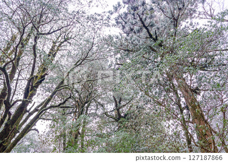 屋久島白谷雲水峽：寒神居住的樹木（冬季） 127187866