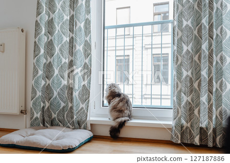 Domestic gray tabby cat sitting on windowsill looking out window rear view Domestic gray tabby cat sitting on windowsill looking out window rear view 127187886
